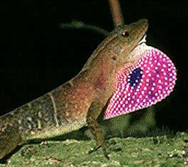 Anole